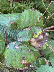 Sphaerulina westendorpii