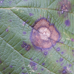 Sphaerulina westendorpii