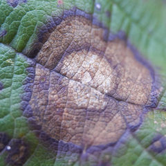 Sphaerulina westendorpii