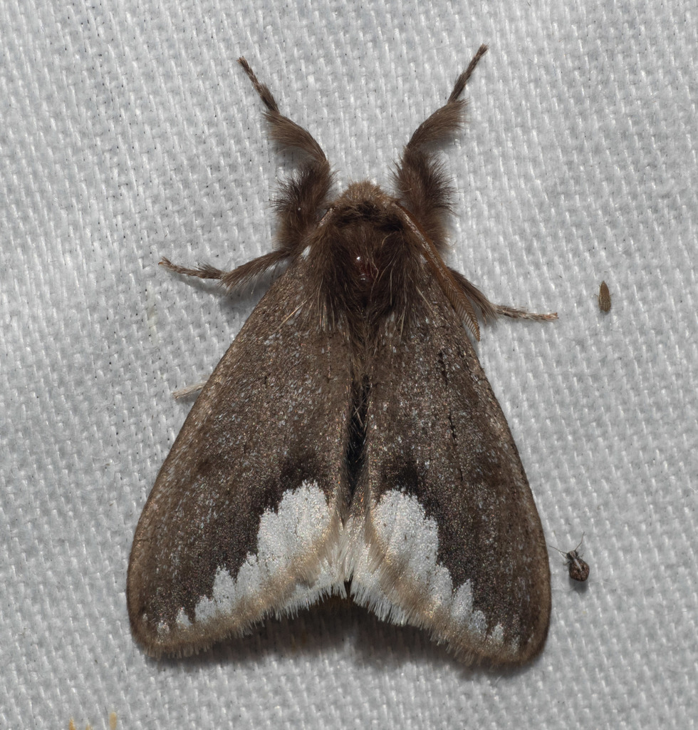 Bordered Browntail Moth