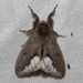 Bordered Browntail Moth - Photo (c) Paul Whitington, some rights reserved (CC BY-NC), uploaded by Paul Whitington
