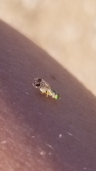 Euarestoides acutangulus