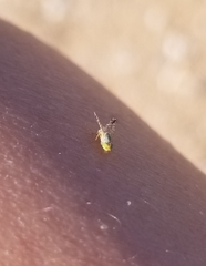 Euarestoides acutangulus