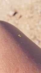 Euarestoides acutangulus