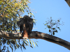 Buteo jamaicensis