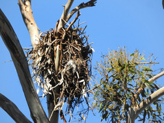 Buteo jamaicensis