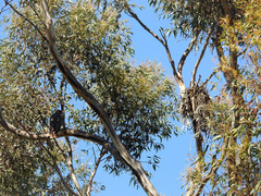 Buteo jamaicensis