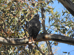 Buteo jamaicensis