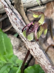 Chiloglottis curviclavia