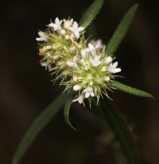 Spermacoce brachystema