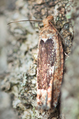 Scardiinae