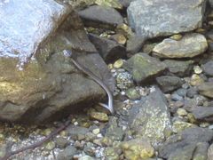 Thamnophis hammondii