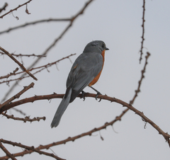 Melaenornis semipartitus