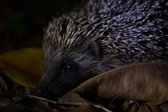 Erinaceus concolor