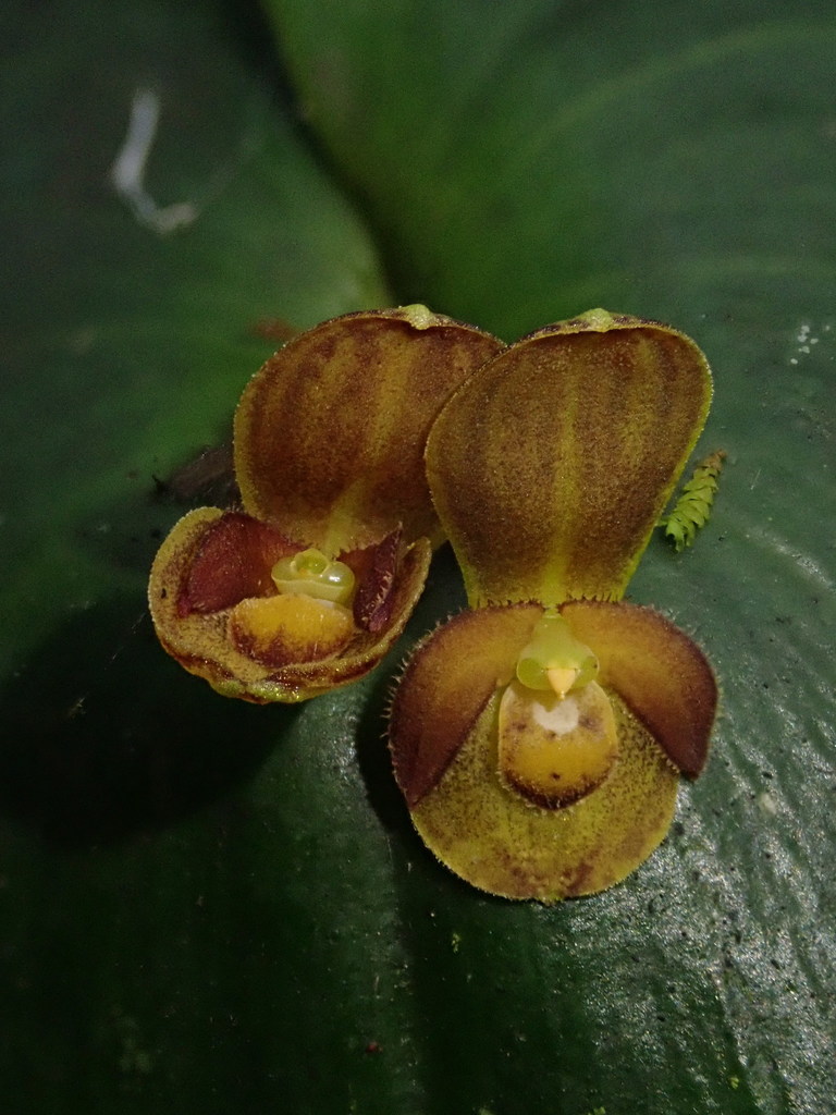 Pleurothallis cordata