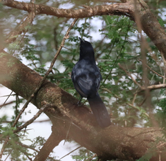 Laniarius funebris