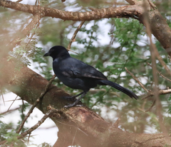 Laniarius funebris