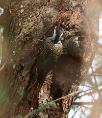 Bearded Woodpecker photo 5