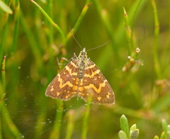 Chrysolarentia chrysocyma