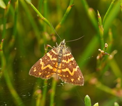Chrysolarentia chrysocyma