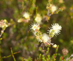 Kunzea muelleri