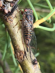 Palapsalta circumdata