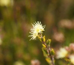 Kunzea muelleri