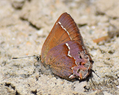 Callophrys gryneus rosneri