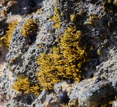 Ahnfeltiopsis concinna