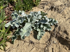 Cirsium rhothophilum