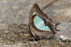 Polyura arja