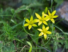 Gagea peduncularis