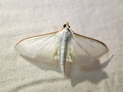 Palpita austrounionalis