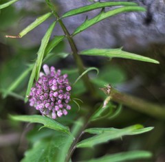 Valeriana italica