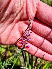 Comesperma polygaloides