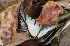 Graphium agetes