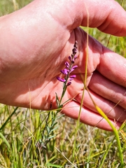 Comesperma polygaloides