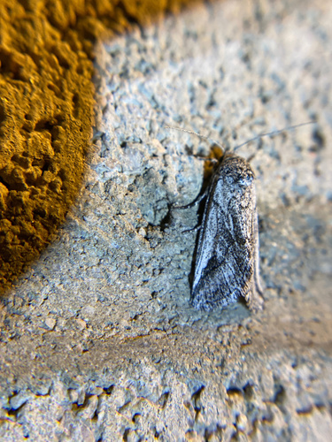 iNaturalist observation photo of Oxycnemis fusimacula