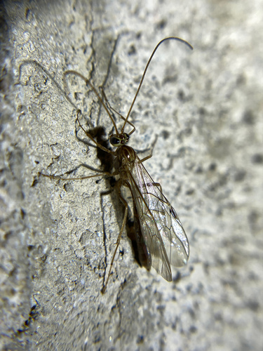 iNaturalist observation photo of Ophion