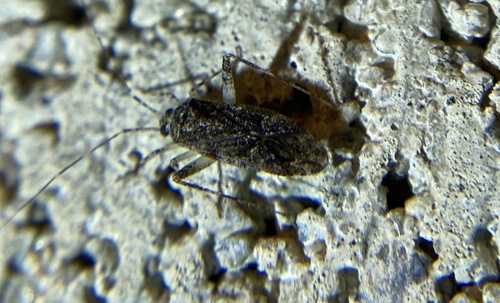 iNaturalist observation photo of Phytocoris