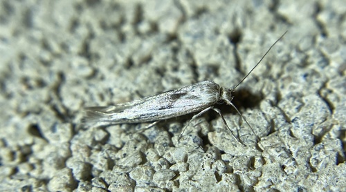 iNaturalist observation photo of Butterflies and Moths