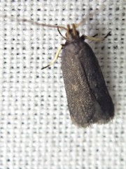 Lecithocera terrigena