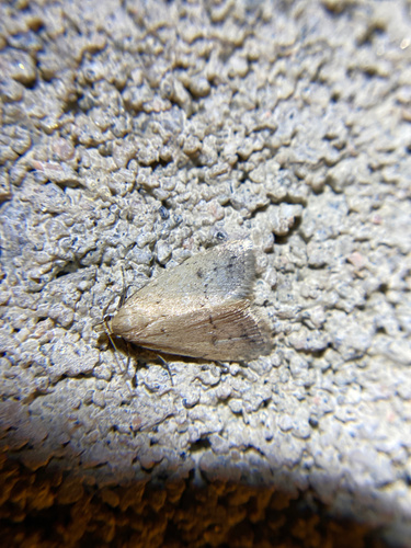 iNaturalist observation photo of Butterflies and Moths