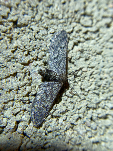 iNaturalist observation photo of Glaucina erroraria