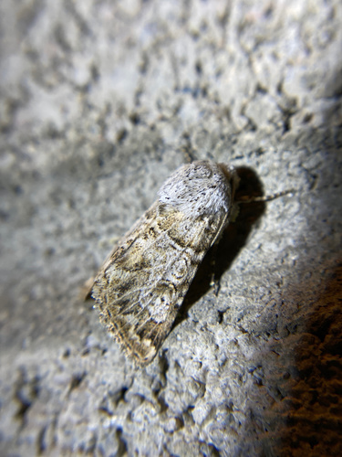 iNaturalist observation photo of Schinia deserticola