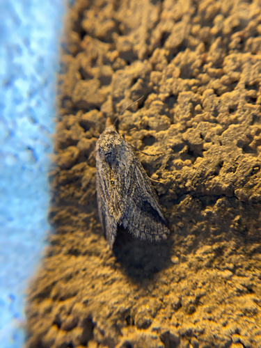 iNaturalist observation photo of Oxycnemis fusimacula