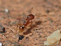 Pheidole rugosula