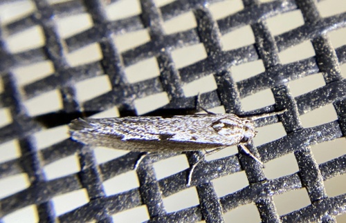 iNaturalist observation photo of Ethmia epileuca