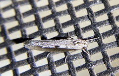 Ethmia epileuca