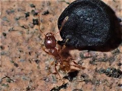Pheidole rugosula